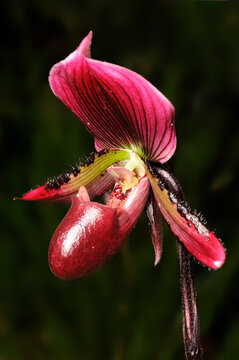 Lady Slipper Orchid (Paphiopedilum 'Senne Calle')