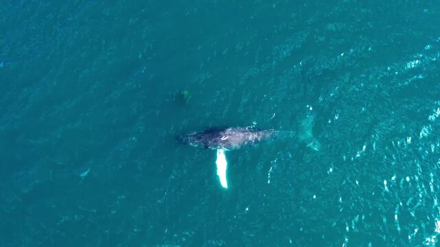 Aerial view of a large humpback whale showing its white pectoral fin near the ocean surface.