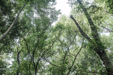 Fototapeta premium Overhead woodland canopy with sweeping limbs against bright sky. Tall treetops forming an airy natural ceiling above. Curved branches create dramatic jungle perspective