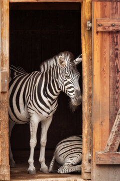 Ein Zebra steht in einem Stall an der Eingangst&uuml;re und schaut ins Freie w&auml;hrend das andere Zebra auf dem Boden liegt
