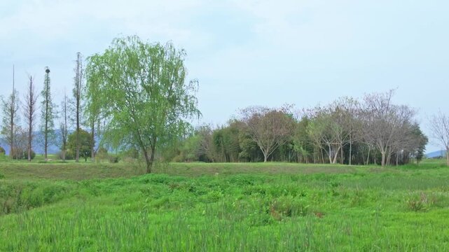 Liangzhu Ancient City Ruins Park, natural landscape with gentle breeze brushing willows