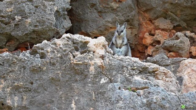 Wallaby perched on rocky cliffs of Yardie Creek surrounded by natural scenery