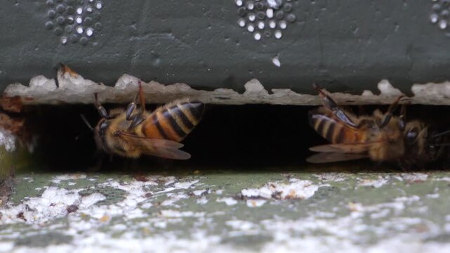 Honey bees scouts guarding and exploring the area at the beehive entrance.