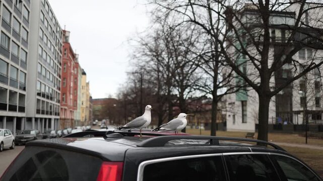 Two seagulls on parked cars in city behaving like pests dirtying vehicles funny yet annoying urban bird behavior everyday situation