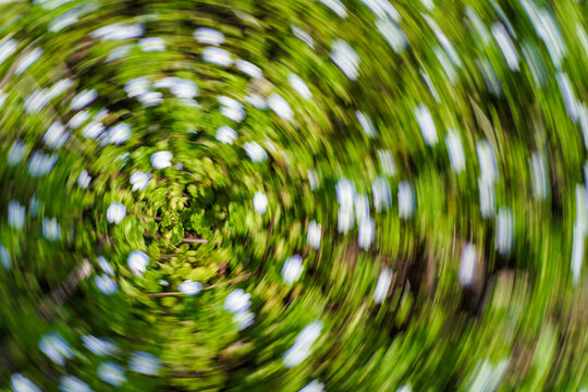 Abstract Spiral Motion Blur of White Flowers Among Vibrant Green Foliage