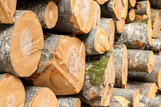 Detailed close-up of a large stack of freshly cut beech logs with rough bark and visible saw marks. Warm wood tones and textured surfaces, forestry industry and timber storage concept.