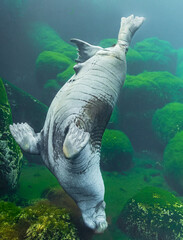 Close-up of a diving Pacific Walrus (Odobenus rosmarus divergens) looking for prey at the sea floor © Henner Damke
