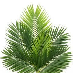 Fototapeta premium bunch of green palm leaves isolated on white background