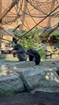Pair of monkeys grooming each other in zoo enclosure