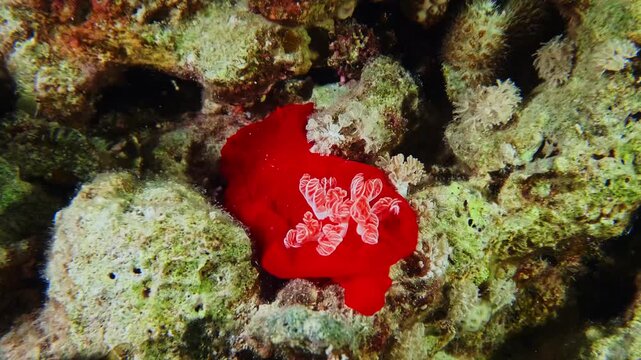 close up of a Hexabranchus sanguineus, commonly known as the Spanish Dancer nudibranch, showcasing its brilliant red coloration and intricate white patterns against a vibrant coral reef backdrop.