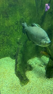 Freshwater pacu fish swimming in a large aquarium tank