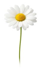 Fototapeta premium PNG Single daisy on white background.