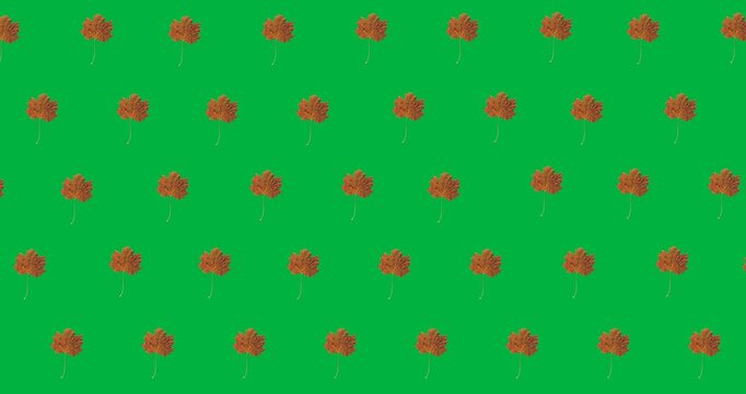 Digital animation of multiple autumn maple leaves in seamless pattern against black background