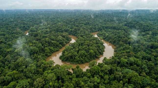 Rainforest Canopy Aerial View