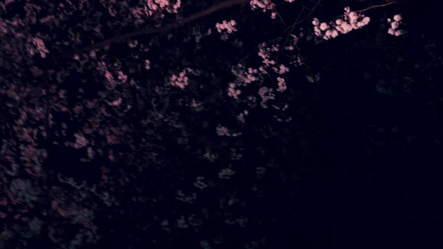 Rotating view of glowing night cherry blossom trees, cinematic spring