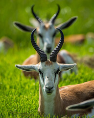 Several springbok or springbuck (Antidorcas marsupialis) resting in the African bush © Tyrone