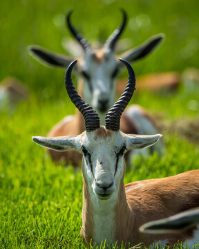 Several springbok or springbuck (Antidorcas marsupialis) resting in the African bush