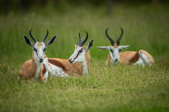 Several springbok or springbuck (Antidorcas marsupialis) resting in the African bush