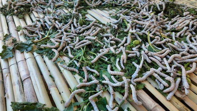 large group of silkworms feeding on fresh green mulberry leaves on bamboo trays in traditional silk production farming setup