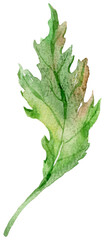 Fototapeta premium Watercolor green leaf on transparent background. Hand painted botanical illustration of serrated foliage for natural design, organic pattern, floral card, craft project and art element.