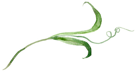 Hand drawn watercolor green plant stalk with curling tendril on transparent background. Decorative botanical illustration for floral design, wedding stationery and eco style element. © Tiana_Geo