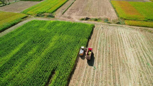 Aerial view of corn harvesting in autumn in Hohhot, Inner Mongolia, China