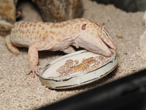 Un gecko leopardo de coloraci&oacute;n clara se alimenta de larvas de tenebrio en un plato dentro de su terrario. Se aprecia su piel moteada, su ojo y su postura mientras captura una de las presas.