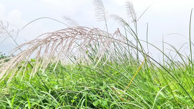 White Cogon Grass Flowers Swaying in Green Field Under Overcast Sky