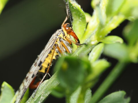 mosca escorpi&oacute;n del g&eacute;nero Panorpa destaca por su caracter&iacute;stica cabeza alargada en forma de pico y sus alas transparentes con manchas oscuras mientras se aferra firmemente a un tallo verde.