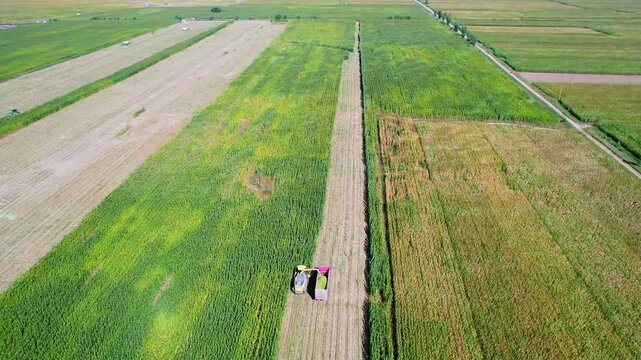 Aerial view of corn harvesting in autumn in Hohhot, Inner Mongolia, China