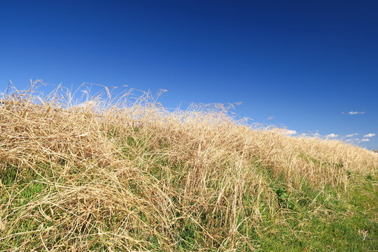 放水路土手のセイバンモロコシの枯れ草と早春の青空