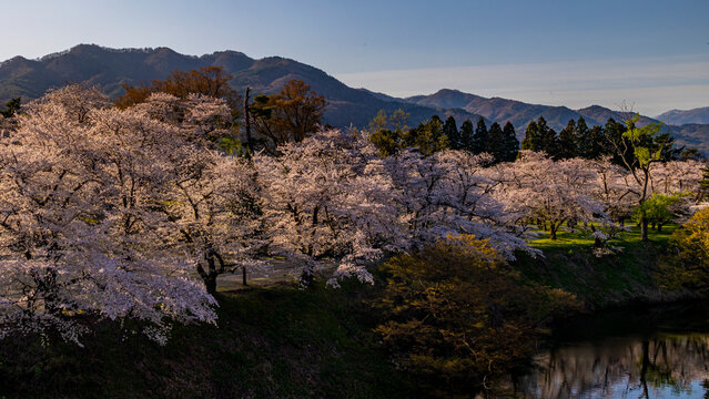 鶴ヶ城のお堀の桜　春の福島　会津若松　絶景