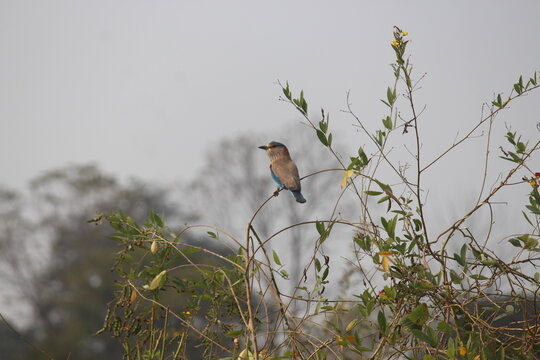 Indian roller ie Neelkanth in Pench in Maharashtra