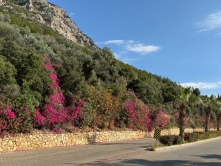 Colorful flowers and green trees alongside a mountain road under a blue sky background © dvoevnore