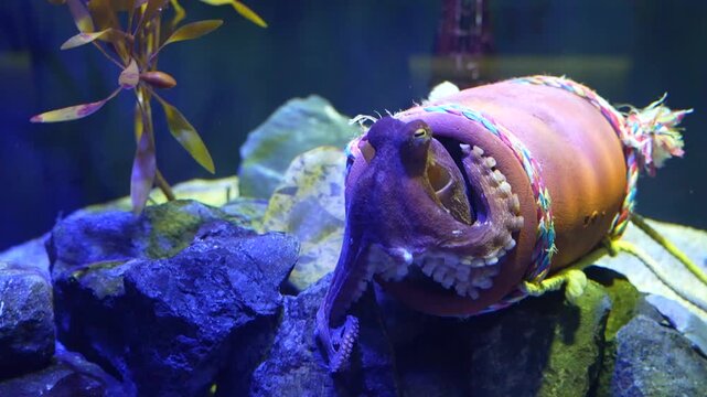 タコつぼ　水族館　日本