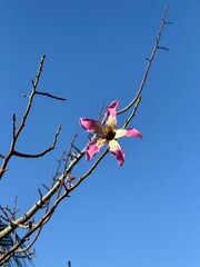 Pink flower blooming on bare branch against clear blue sky background © dvoevnore