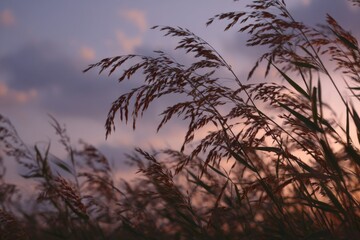 Obraz premium Grass moves gently as the sun sets behind clouds, casting soft light over the field by the water in the evening