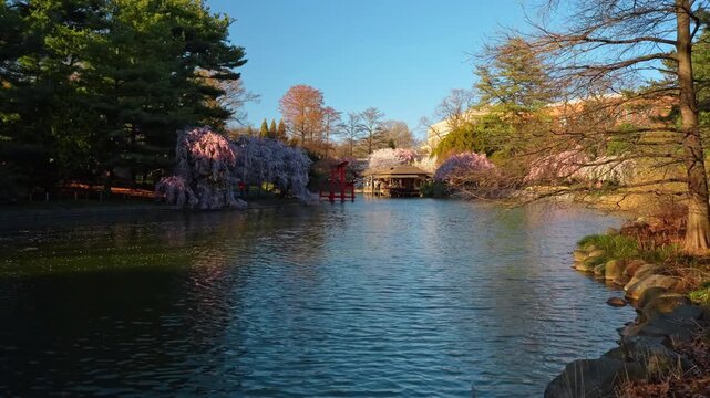 Japanese garden pond with red torii gate and cherry blossoms. Wide landscape of water pond featuring red gate, pavilion, and weeping cherry trees in bloom under blue sky.