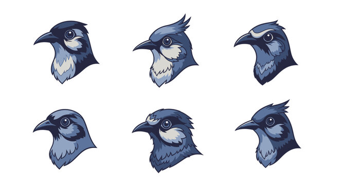 Illustrated blue jay heads in various poses against white background