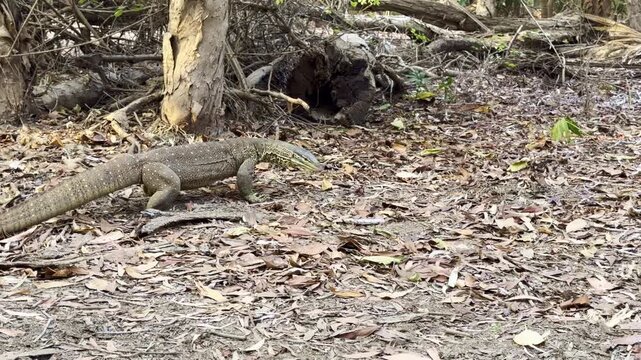 Cinematic shot of a monitor lizard walking on the forest floor in tropical rainforest at Cape York, northern Queensland, Australia. Wild reptile in natural habitat with lush vegetation.
