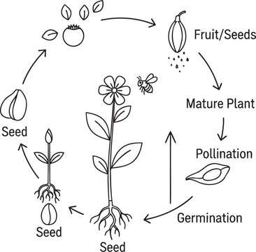 Life cycle of a flowering plant diagram with pollination germination learning