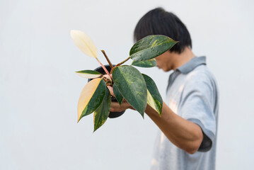 Closeup focus to philodendron yellow congo in the pot © rukawajung