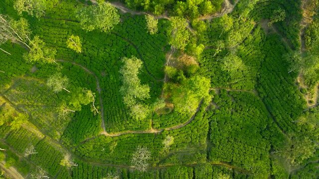 Aerial top-down view of lush green paddy fields in Haor, Bangladesh
