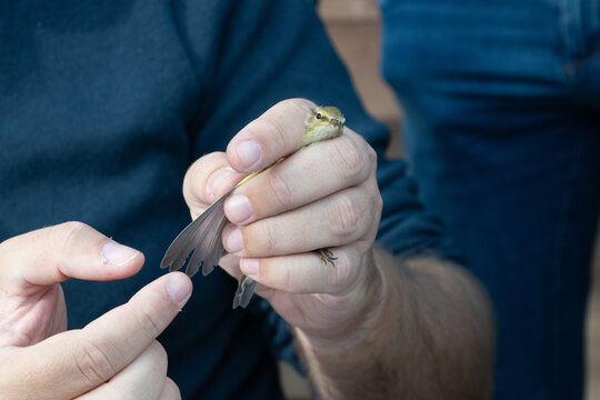 A researcher gently holds a small chiffchaff during a bird ringing session.
