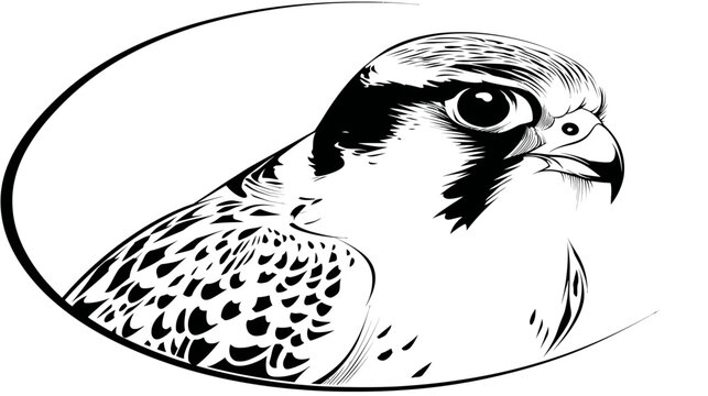 Dramatic black and white graphic of a hawk inside a thick oval frame facing right