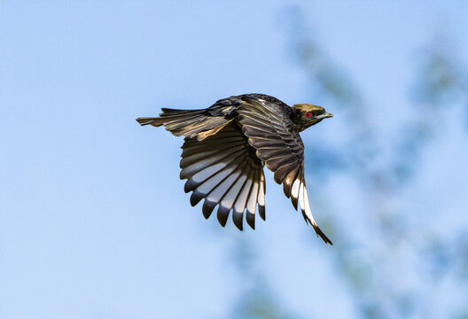 Phainopepla (Phainopepla nitens) Photo, in Flight, Against a Clear Blue Sky