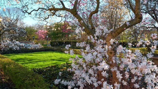 White star magnolia tree in bloom with garden background. Close-up of white star magnolia flowers on branches with manicured lawn and garden paths in New York Botanical Garden.