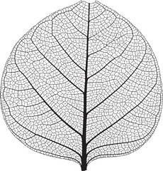 Obraz premium Detailed black and white skeletal leaf macro silhouette with skeleton, botanical