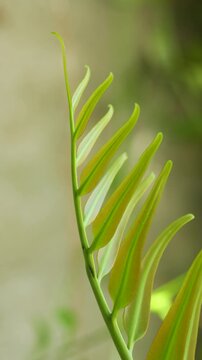 Tender green fern sprout unfurling in the tropical forest with soft morning sunlight.