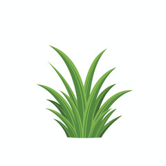 Fototapeta premium Lush Green Grass Plant for Nature and Garden Decor